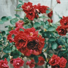 Laaa (Prod. T Lanky)