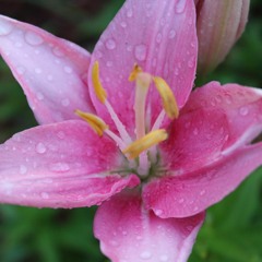 My Funny Valentine (cover)