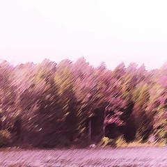 La Vie En Rose