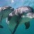Artwork for ON THE BRINK RADIO #141 WAR ON WHALES, WEATHER & OURSELVES