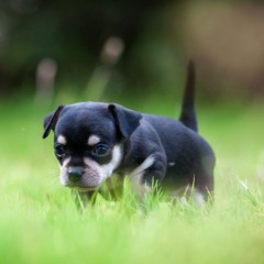 Özgür Babacan & İrfan Seyhan - Giresun'un İçinde