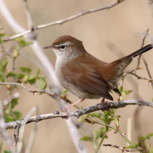 Cettia cetti (Cetti's zanger)