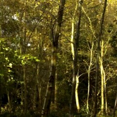 2015-11-11 Tyrrels Wood, Norfolk. Autumnal soundscape of an ancient woodland.
