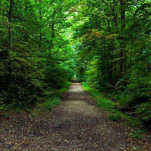 La Danse Des Bois !