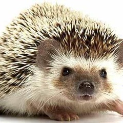 Mr. Buddleby the Hedgehog (BBC TV Special That Never Was, 2002)