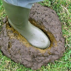 When The Dung Hits The Fan