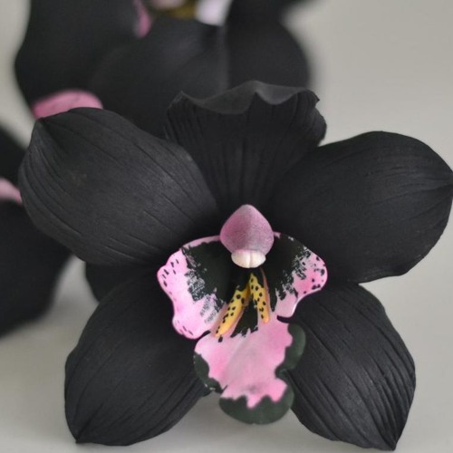 Magnolia/Mussy Moody & Papiyan - Black Orchid