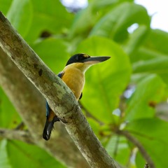 Collared Kingfisher - Todiramphus Chloris Alberti