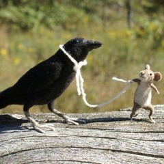 Sexy Baby Mice; Mouse and Crow