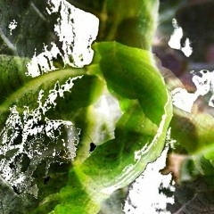 morning song (worm is green remix)