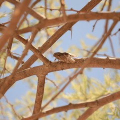 cicada, kgalagadi, south africa