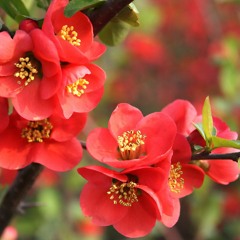 Bandari - First Rose in Spring