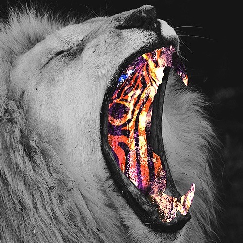 ▼ T r i p  I s  R e a l ▼