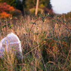 Embrace DNR: Composition