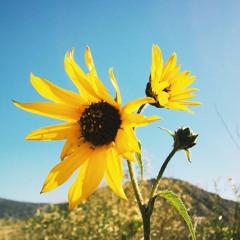 Sunflowerseeds