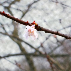 MR AM FT.AISHA (LIFE)