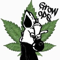 Weed Grow Ops