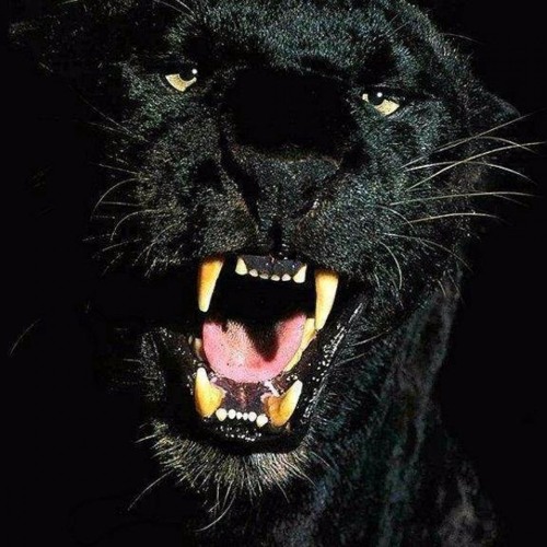 BLVCK SET 2 | OM UNIT NOISIA SKEPTA TODDLA T KAHN LEVELZ BADKLAAT FLOWDAN IVY LAB TENOR RAGGA TWINS