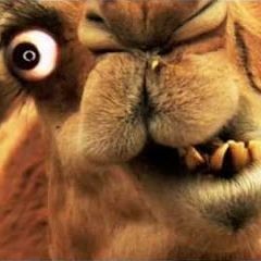 Hyperfly - Crazy camel