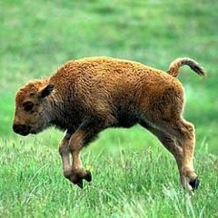 Baby Buffalo (The Happiest Song You'll Ever Dance - Walk To)