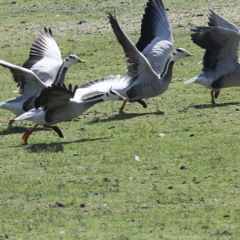 Bar - Headed Geese Flying And Quacking Bhigwan