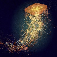 Cnidaria