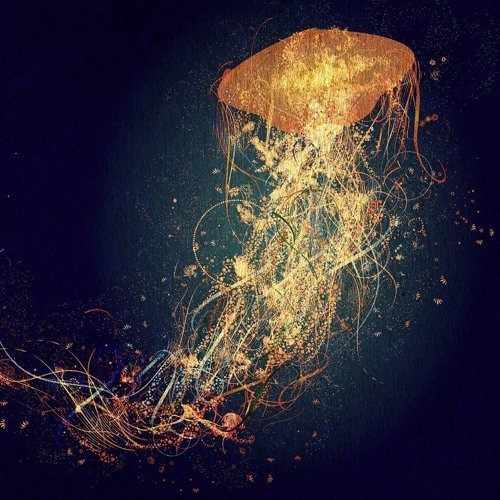 Cnidaria
