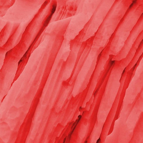 Callosum x LTHL x Rushmore - KEF/Evertrack