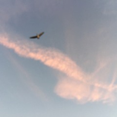 Up With The Birds - Coldplay (Cover)