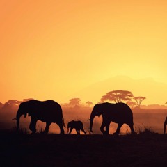 Wakanda (DJ Afro B type beat)