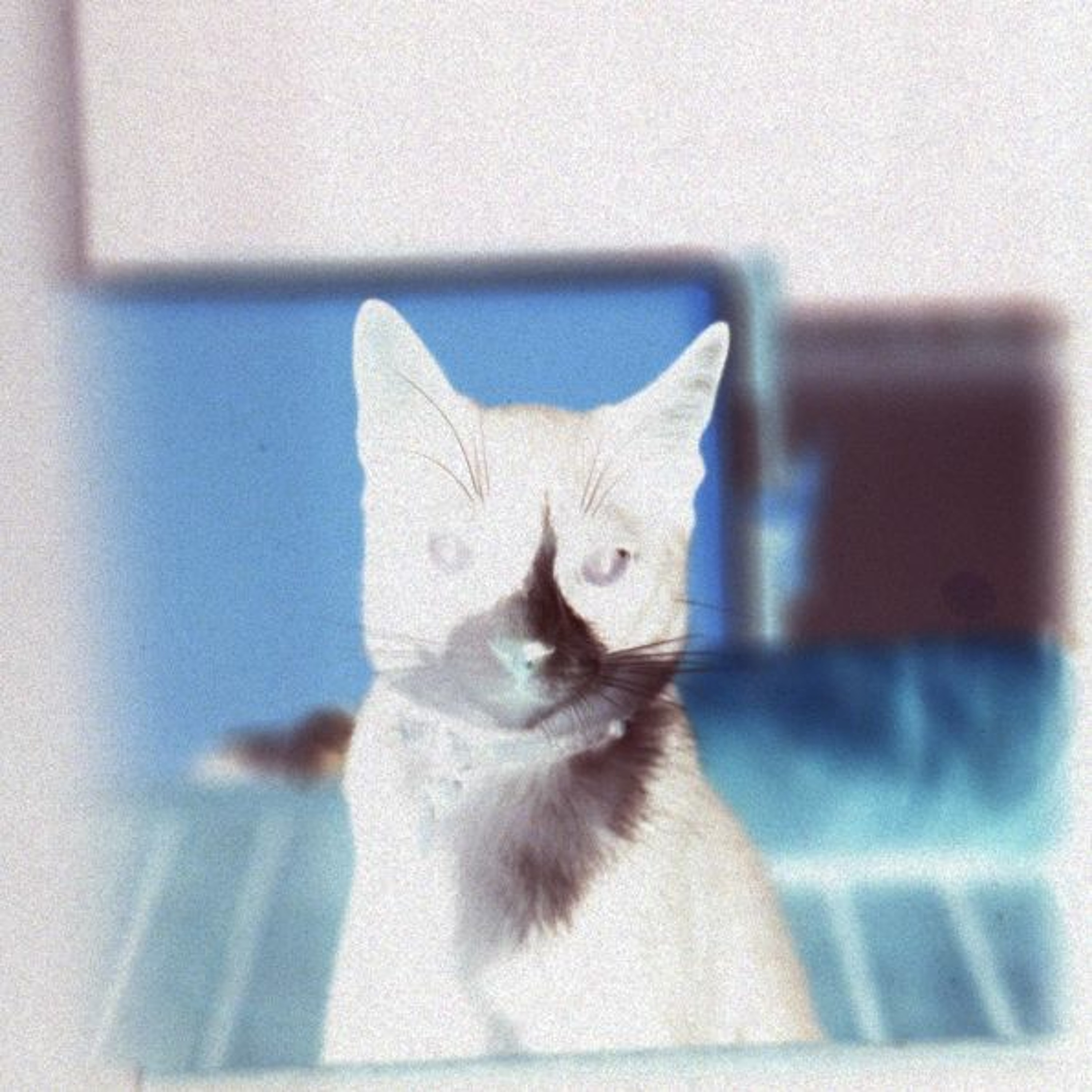 A Cat Looking Through The Window episode artwork