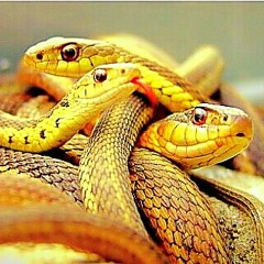 Snakes