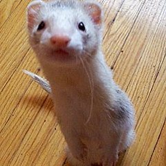 Ferret Dance