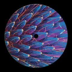 PREMIERE : Brother Y - Phage