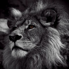 Sentirse Capaz LA COMBI SELEKTA 2016