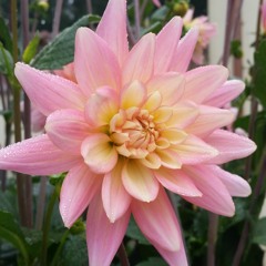 Amigo De Que? (Cover) Orlando Contreras