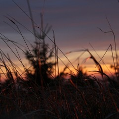 Dream