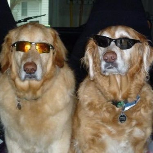 i'm yr dog (rough sachi cover)