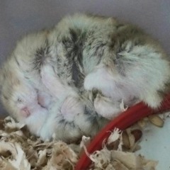 Roses of Chainsmokers ft. Rozes (Cover by: Gladys Anne)