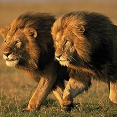 Daay X Tae - Know How I Rock