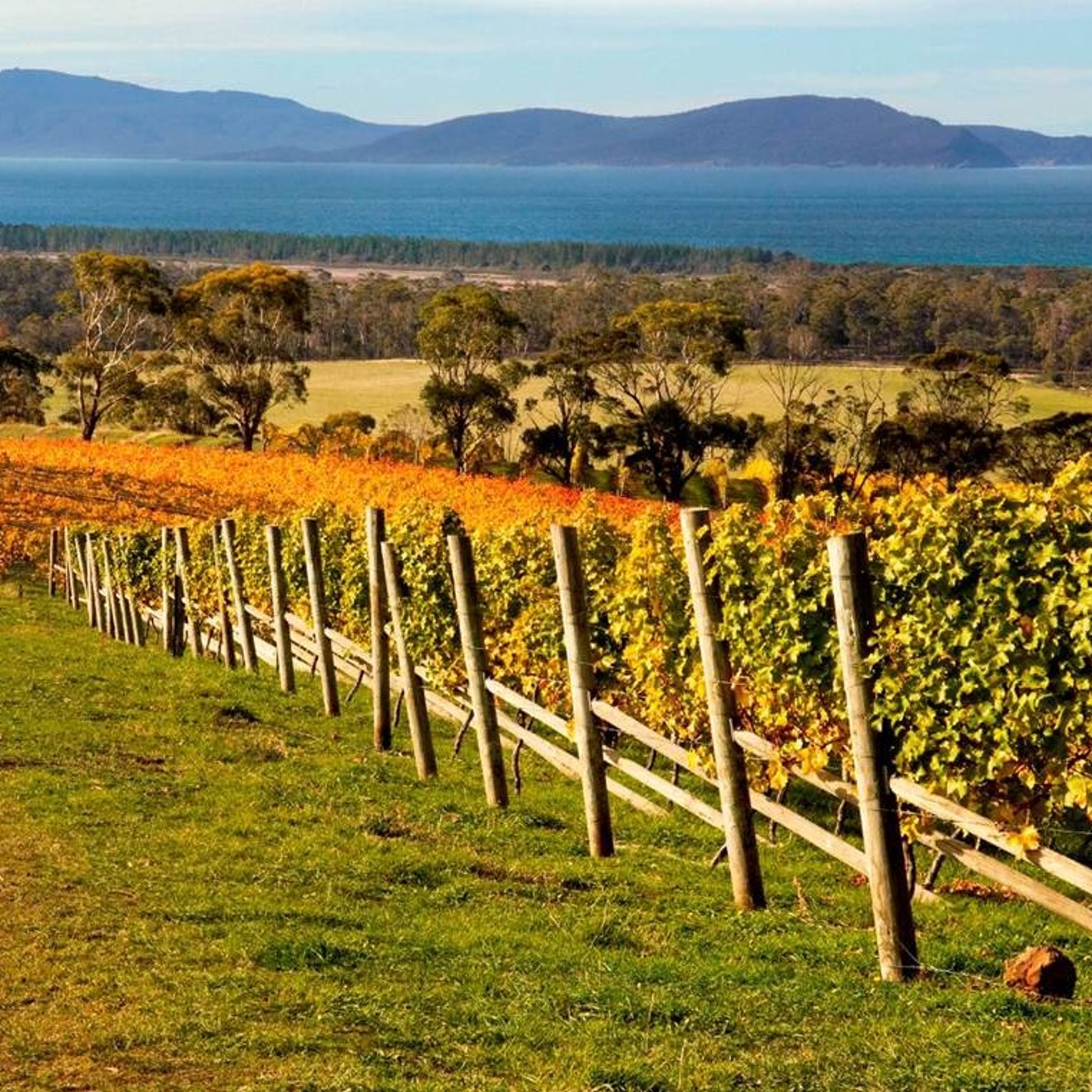 Regional overview: Tasmania episode artwork