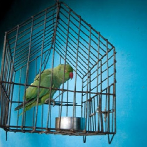 Stream Mixer 130 Animal Care by Elllo Listen online for free on SoundCloud