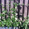 This Side Of The Fence Mp3