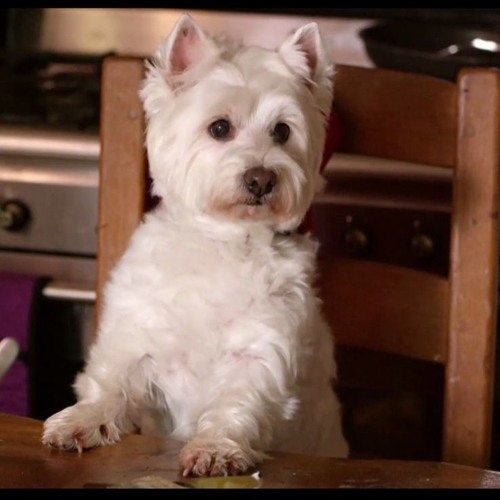 what kind of dog in cesar commercial