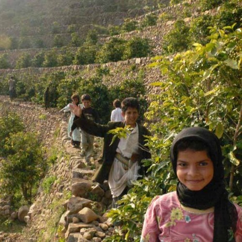 أغنية الحب والبن - علي الآنسي & مطهر الإرياني