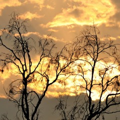 الشيخ محمد صديق المنشاوي - هو الله