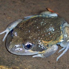 Banjo frogs in the blue mountains