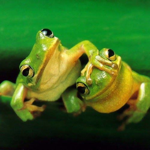 Stream Two Little Frogs by Mason Meskimen
