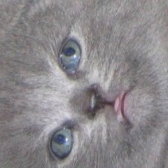 plum's mix