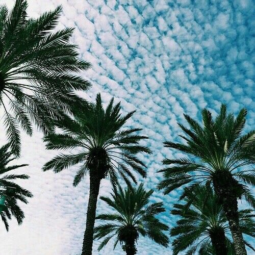 Nell - Palm Trees [Music On The Dot Exclusive]